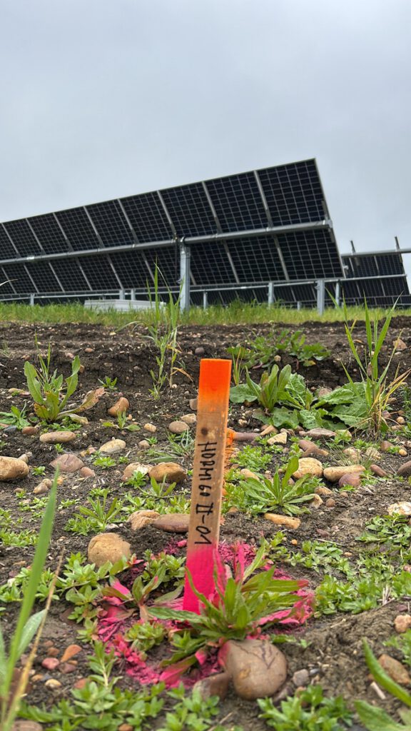 hinca planta solar fotovoltaica